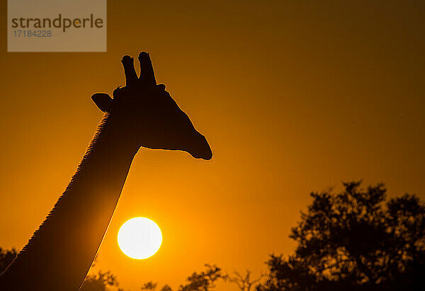 Silhouette einer Giraffe (Giraffa)  mit untergehender Sonne  South Luangwa National Park  Sambia  Afrika