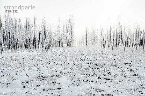 Schneelandschaft mit Bäumen im Nebel  Yellowstone National Park  UNESCO Weltkulturerbe  Wyoming  Vereinigte Staaten von Amerika  Nordamerika