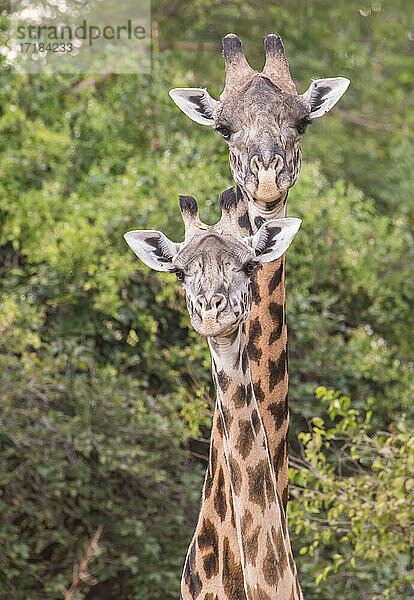 Nahaufnahme eines Giraffenpaares (Giraffa)  South Luangwa National Park  Sambia  Afrika