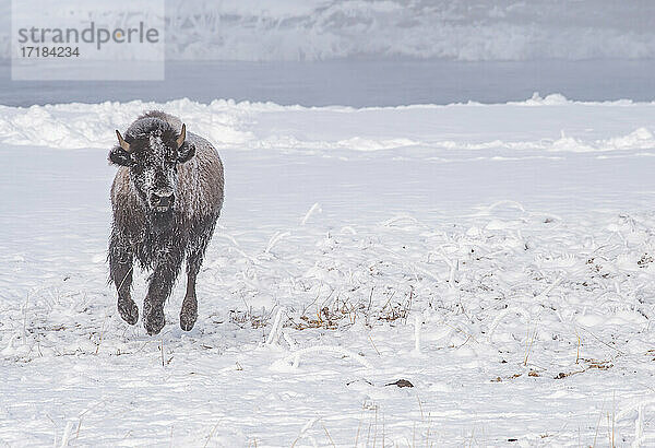 Gefrorener Bison (Bison bison)  läuft über Schnee  Yellowstone National Park  UNESCO Weltkulturerbe  Wyoming  Vereinigte Staaten von Amerika  Nordamerika