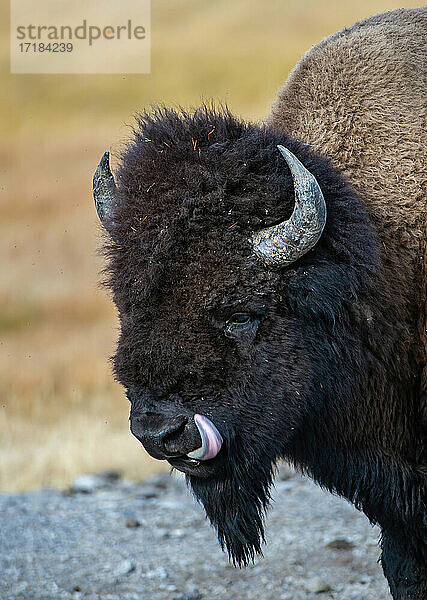 Amerikanischer Bison (Bison bison)  Profil mit heraushängender Zunge  Yellowstone National Park  UNESCO Weltkulturerbe  Wyoming  Vereinigte Staaten von Amerika  Nordamerika