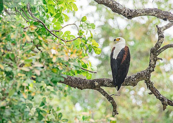 Afrikanischer Fischadler (Haliaeetus vocifer)  eingerahmt von Ästen  South Luangwa National Park  Sambia  Afrika