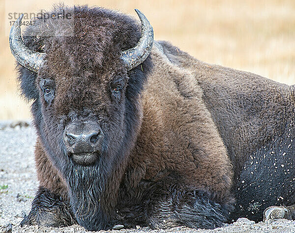 Nahaufnahme des amerikanischen Bisons  Yellowstone National Park  UNESCO Weltkulturerbe  Wyoming  Vereinigte Staaten von Amerika  Nordamerika