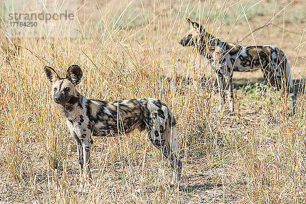 Afrikanische Wildhunde (Lycaon pictus)  im Gebüsch  South Luangwa National Park  Sambia  Afrika