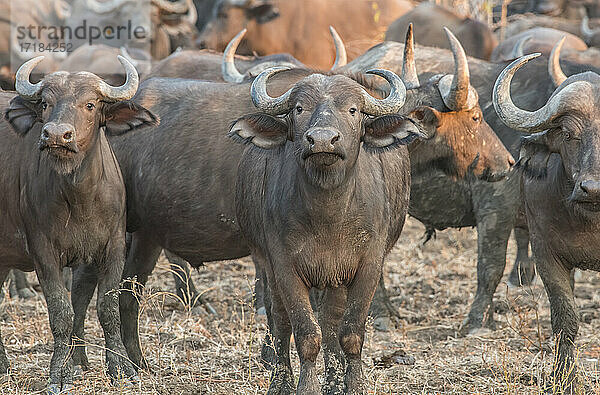 Büffelherde (Syncerus caffer)  in Alarmbereitschaft  South Luangwa National Park  Sambia  Afrika