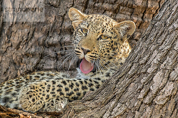 Junger Leopard (Panthera pardus)  gähnend in einem Baum  South Luangwa National Park  Sambia  Afrika