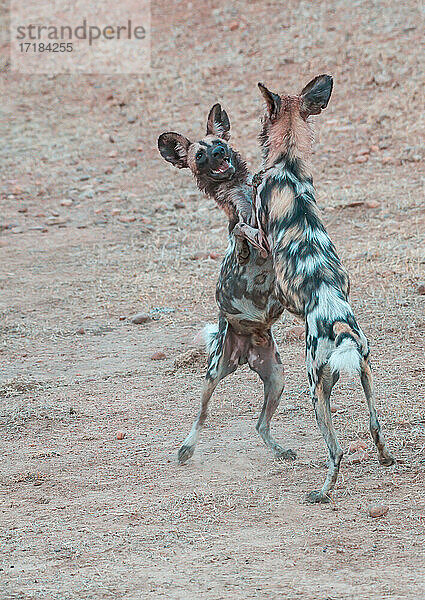 Afrikanische Wildhunde (Lycaon pictus)  stehend und spielend  South Luangwa National Park  Sambia  Afrika