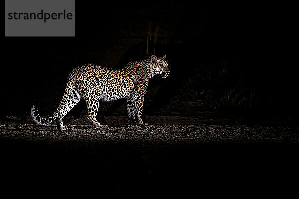 Leopard bei Nacht (Panthera pardus)  South Luangwa National Park  Sambia  Afrika