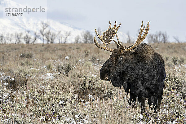 Nahaufnahme eines Elchbullen (Alces alces)  Grand Teton National Park  Wyoming  Vereinigte Staaten von Amerika  Nordamerika