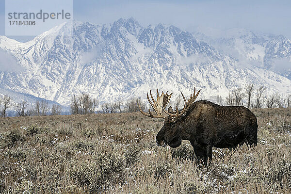 Elchbulle (Alces alces)  stehend vor der Teton Range  Grand Teton National Park  Wyoming  Vereinigte Staaten von Amerika  Nordamerika