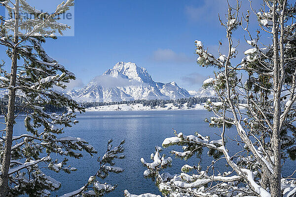 Mount Moran eingerahmt von schneebedeckten Bäumen  Grand Teton National Park  Wyoming  Vereinigte Staaten von Amerika  Nordamerika