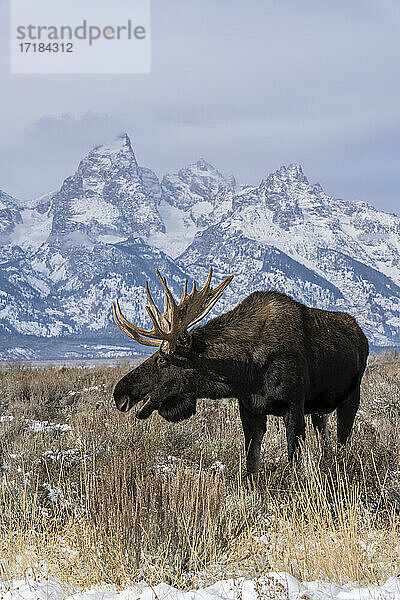 Vertikaler Elchbulle (Alces alces)  vor Grand Teton Gipfel  Grand Teton National Park  Wyoming  Vereinigte Staaten von Amerika  Nordamerika