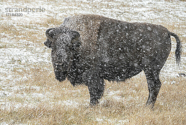 Amerikanischer Bison (Bison bison)  stehend im Schneesturm  Grand Teton National Park  Wyoming  Vereinigte Staaten von Amerika  Nordamerika
