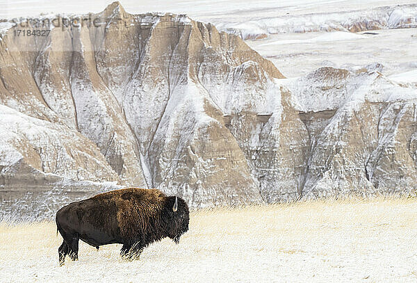 Profil des amerikanischen Bisons (Bison Bison) im Schnee in den Badlands  Badlands National Park  South Dakota  Vereinigte Staaten