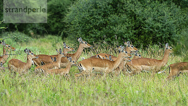 Impala (Aepyceros melampus)  Tsavo  Kenia  Ostafrika  Afrika