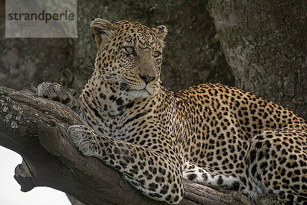 Leopard (Panthera pardus)  Seronera  Serengeti-Nationalpark  Tansania  Ostafrika  Afrika