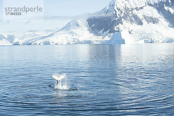 Buckelwal schlug Schwanz mit Antarktis Hintergrund  Antarktis  Polarregionen