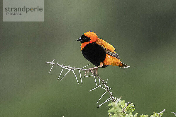 Schwarzflügel-Bischof (Euplectes hordeaceus)  Ndutu  Ngorongoro Conservation Area  Serengeti  Tansania  Ostafrika  Afrika