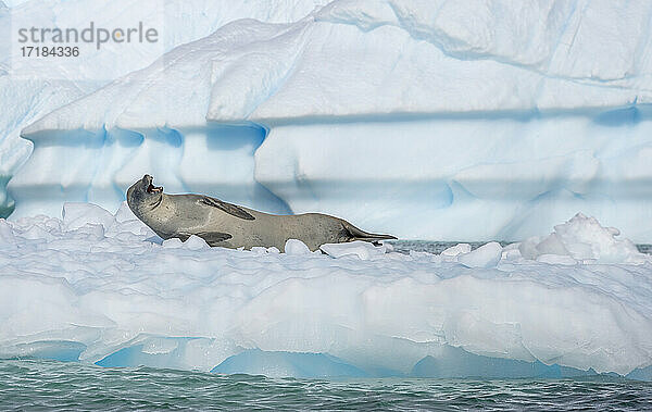 Krabbenfresser-Robbe mit offenem Maul auf Eisscholle  Antarktis  Polarregionen