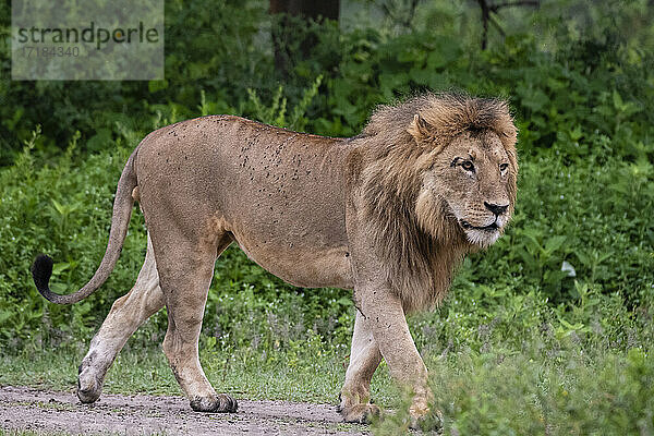 Löwe (Panthera leo)  Ndutu  Ngorongoro Conservation Area  Serengeti  Tansania  Ostafrika  Afrika