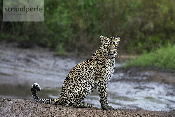 Leopard (Panthera pardus)  Seronera  Serengeti-Nationalpark  Tansania  Ostafrika  Afrika