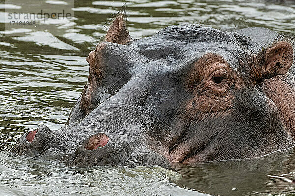 Flusspferd (Hippopotamus amphibius)  Seronera  Serengeti-Nationalpark  Tansania  Ostafrika  Afrika
