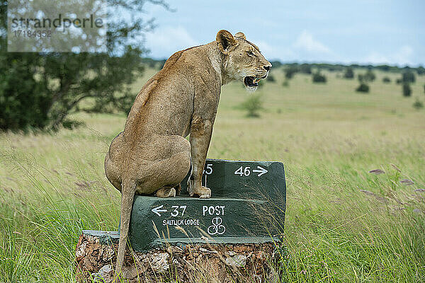 Löwin (Panthera leo)  Tsavo  Kenia  Ostafrika  Afrika