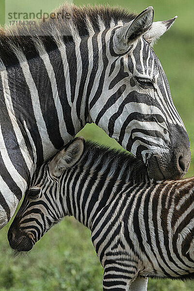 Steppenzebras (Equus quagga)  Ndutu  Ngorongoro Conservation Area  Serengeti  Tansania  Ostafrika  Afrika