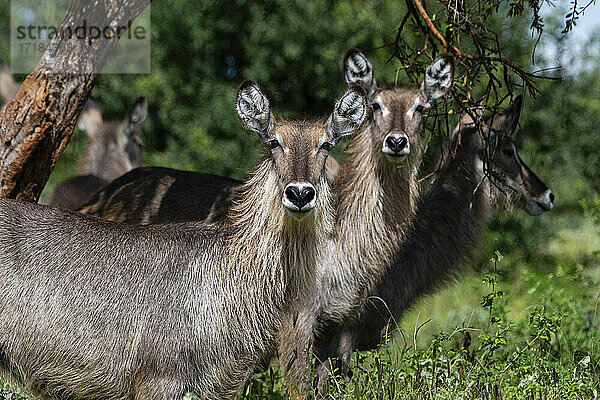 Wasserbock (Kobus ellipsiprymnus)  Tsavo  Kenia  Ostafrika  Afrika