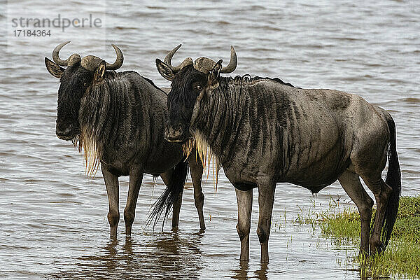 Gnus (Connochaetes taurinus)  Ndutu  Ngorongoro Conservation Area  Serengeti  Tansania  Ostafrika  Afrika