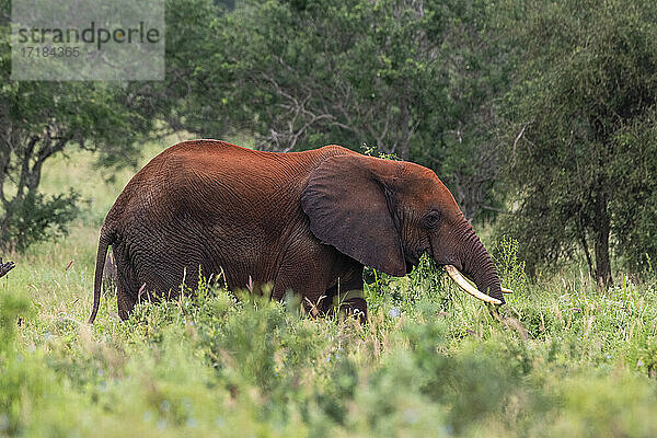 Afrikanischer Elefant (Loxodonta africana)  Tsavo  Kenia  Ostafrika  Afrika