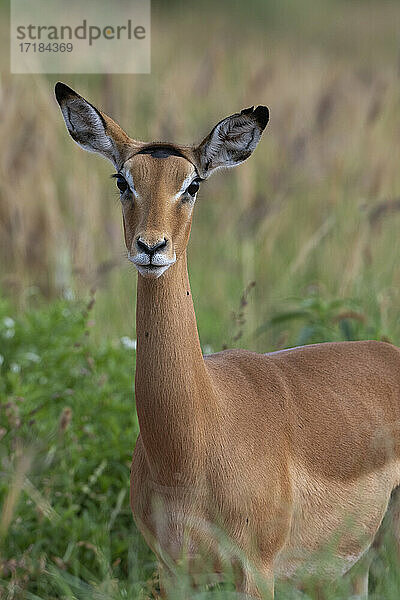 Impala (Aepyceros melampus)  Tsavo  Kenia  Ostafrika  Afrika