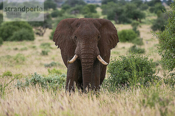 Afrikanischer Elefant (Loxodonta africana)  Tsavo  Kenia  Ostafrika  Afrika