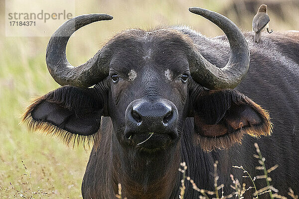 Kaffernbüffel (Syncerus caffer)  Tsavo  Kenia  Ostafrika  Afrika