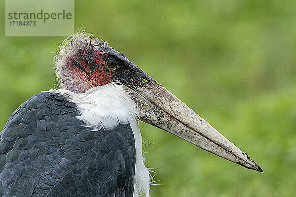 Marabu-Storch (Leptoptilos crumenifer)  Ndutu  Ngorongoro Conservation Area  Serengeti  Tansania  Ostafrika  Afrika