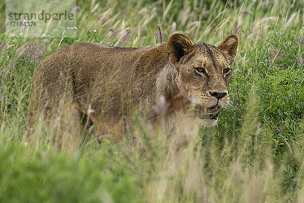 Löwin (Panthera leo)  Tsavo  Kenia  Ostafrika  Afrika