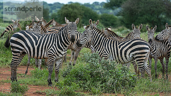 Grant's Zebra (Equus quagga boehmi)  Tsavo  Kenia  Ostafrika  Afrika