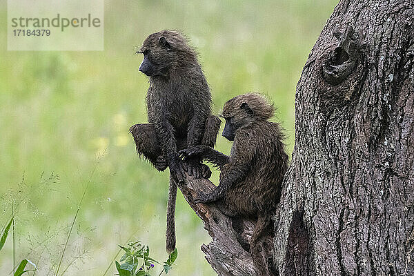 Olivpavian (Papio anubis)  Seronera  Serengeti-Nationalpark  Tansania  Ostafrika  Afrika