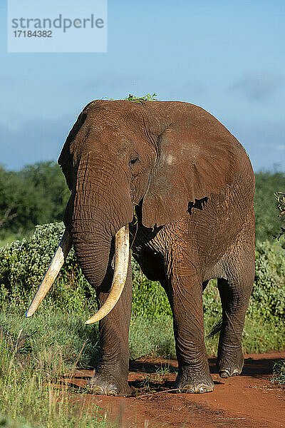 Afrikanischer Elefant (Loxodonta africana)  Tsavo  Kenia  Ostafrika  Afrika