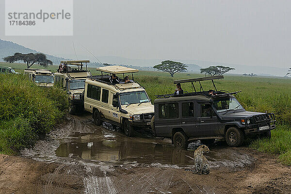 Leopard (Panthera pardus) und Safari-Fahrzeuge  Seronera  Serengeti-Nationalpark  Tansania  Ostafrika  Afrika