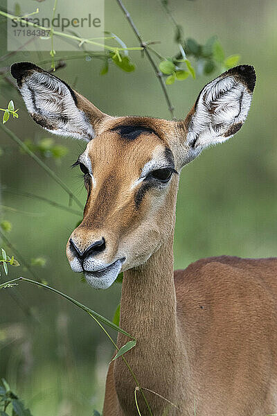 Impala (Aepyceros melampus)  Tsavo  Kenia  Ostafrika  Afrika