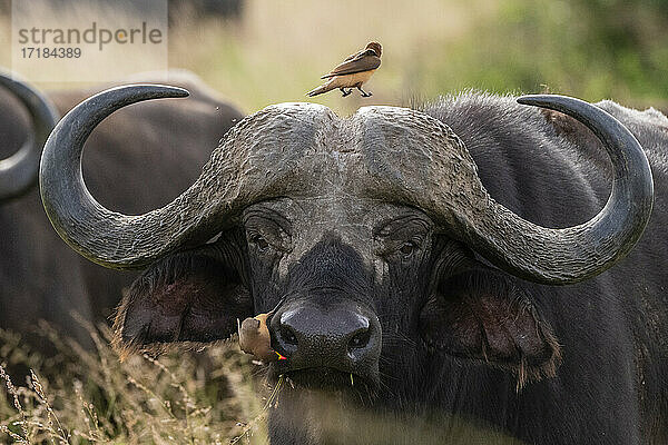 Kaffernbüffel (Syncerus caffer)  Tsavo  Kenia  Ostafrika  Afrika