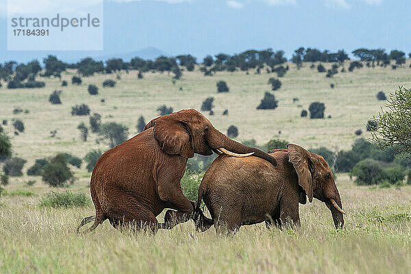 Zwei männliche afrikanische Elefanten (Loxodonta africana)  die homosexuelles Verhalten zeigen  Tsavo  Kenia  Ostafrika  Afrika