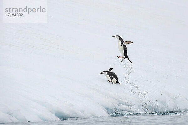 Zügelpinguin springt aus dem Wasser  Antarktis  Polarregionen