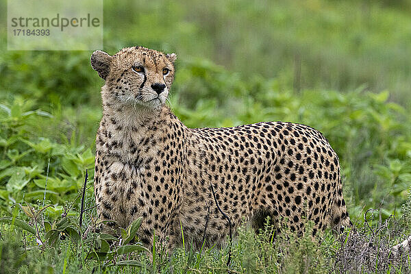 Gepard (Acinonyx jubatus)  Ndutu  Ngorongoro Conservation Area  Serengeti  Tansania  Ostafrika  Afrika