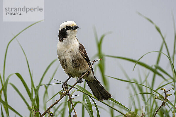 Weißbürzelwürger (Eurocephalus rueppelli)  Seronera  Serengeti-Nationalpark  Tansania  Ostafrika  Afrika