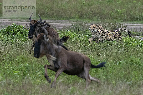 Gepard (Acinonyx jubatus) bei der Jagd auf ein Gnu (Connochaetes taurinus)  Ngorongoro Conservation Area  Serengeti  Tansania  Ostafrika  Afrika