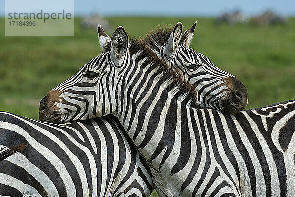 Steppenzebras (Equus quagga)  Ndutu  Ngorongoro Conservation Area  Serengeti  Tansania  Ostafrika  Afrika