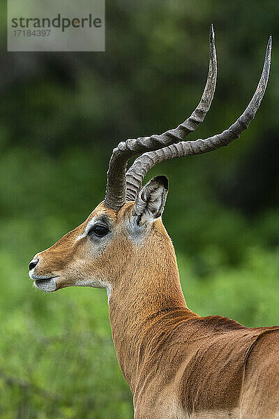 Männliches Impala (Aepyceros melampus)  Ndutu  Ngorongoro Conservation Area  Serengeti  Tansania  Ostafrika  Afrika