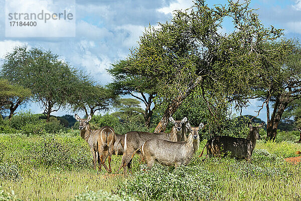 Wasserbock (Kobus ellipsiprymnus)  Tsavo  Kenia  Ostafrika  Afrika